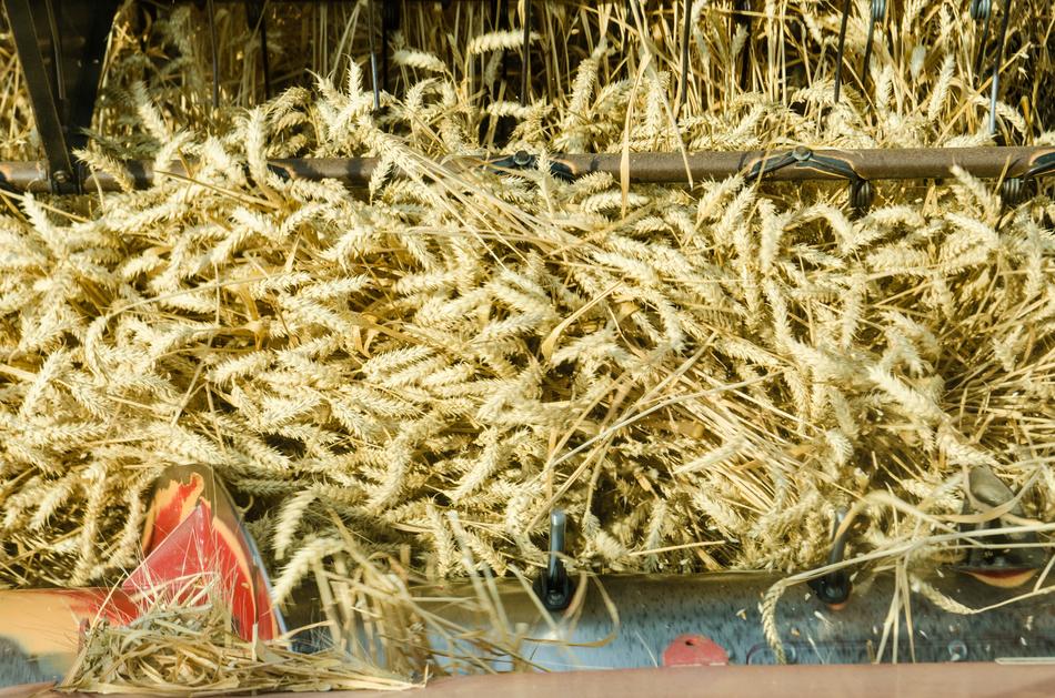 harvest of fine millet