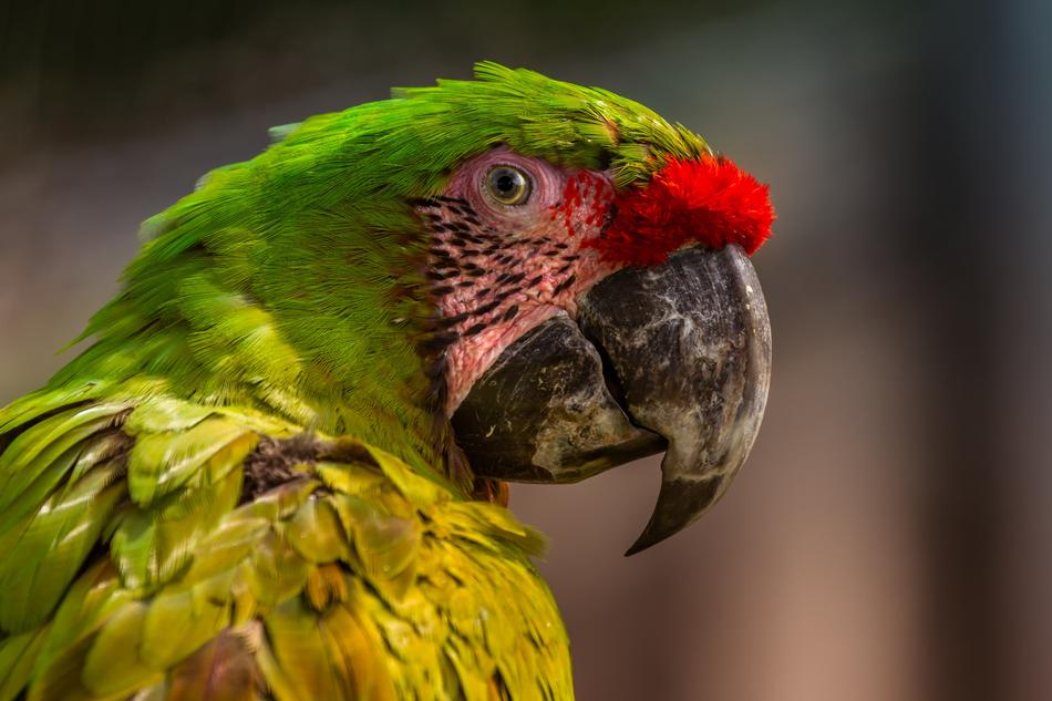 Colorful Ara Parrot portrait