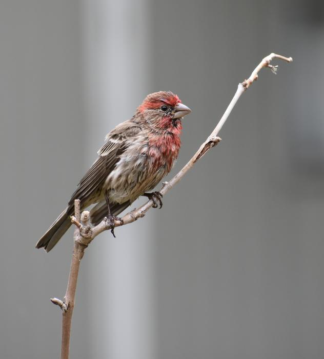 a small bird on a branch with a red blossom