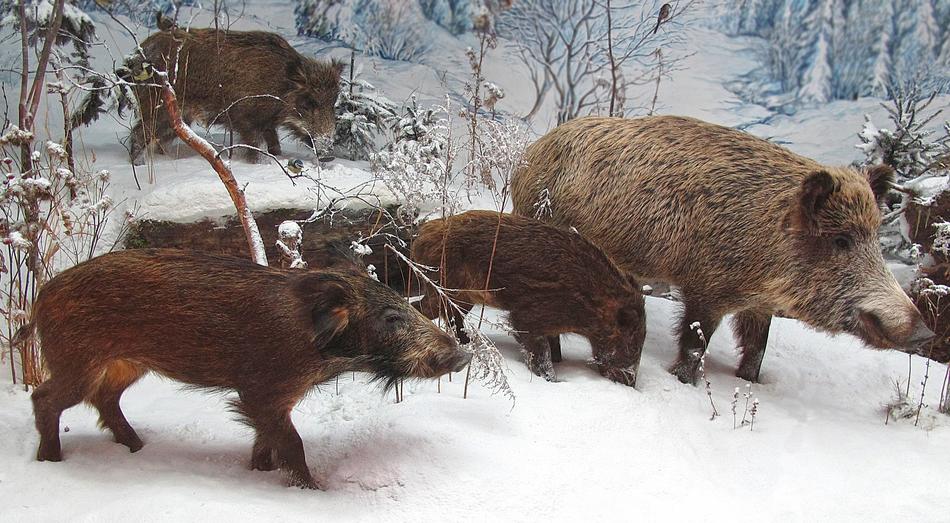 Wild Boars Rotte Winter