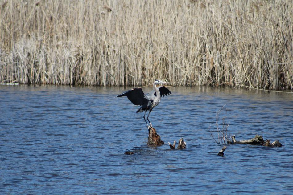 Bird Landing Wings