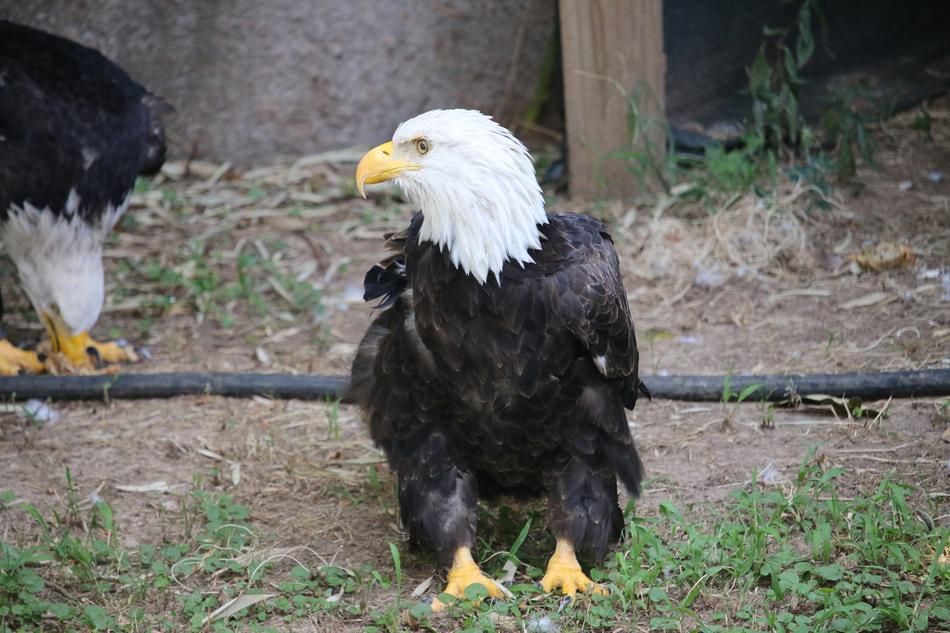 Animal Bird Wildlife