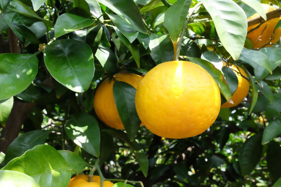healthy lemon on a tree
