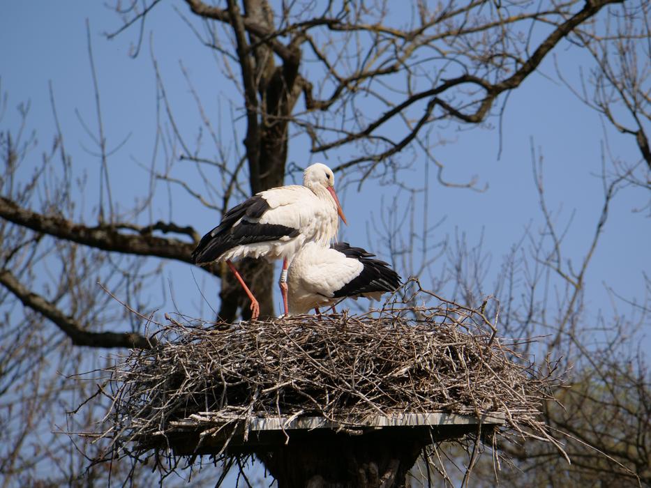 Storks Pair in Nest
