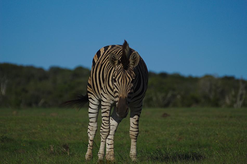 Zebra Young Animal