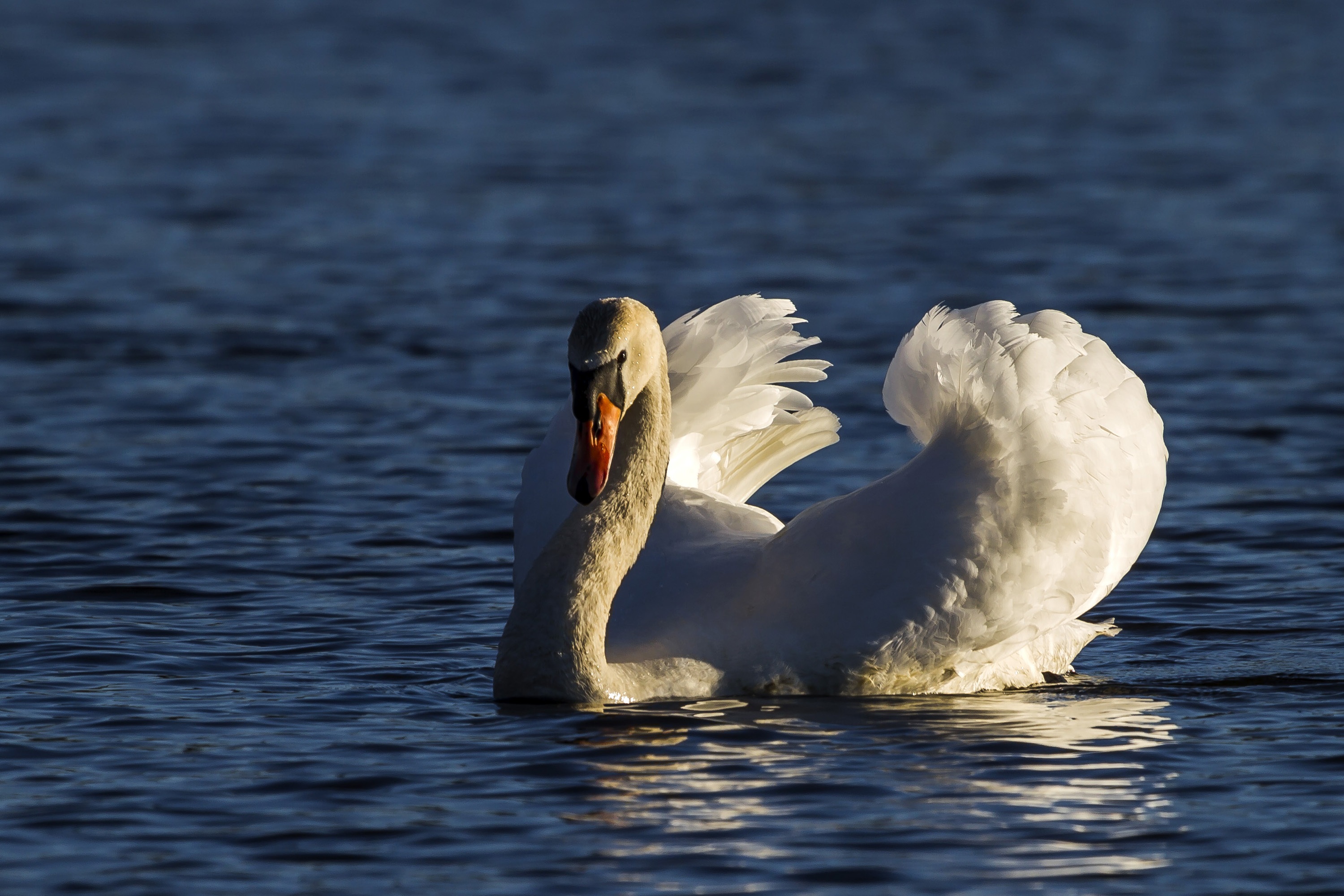 Swan Water Bird Blue free image download