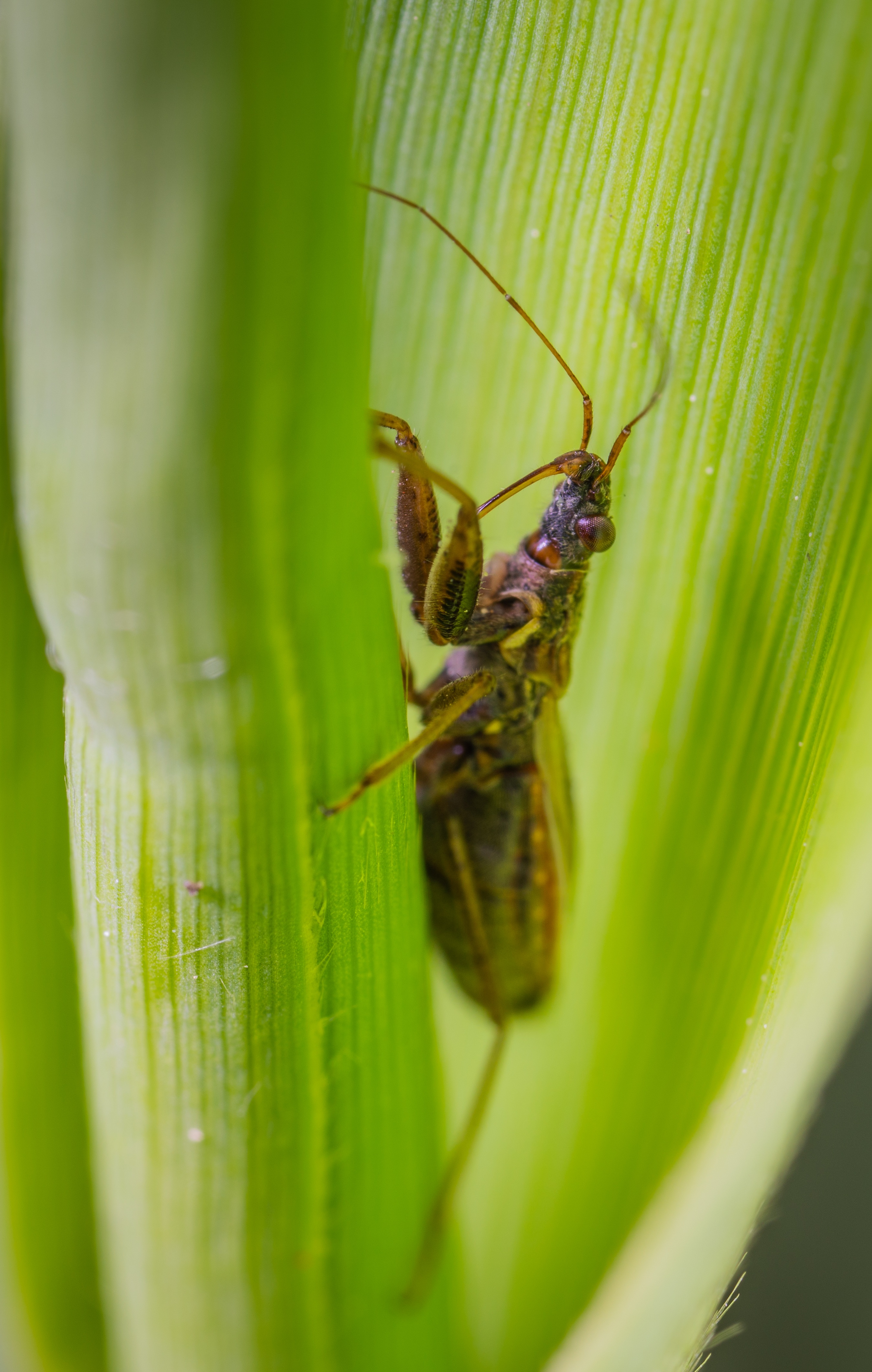 Insect Macro Blade Of free image download