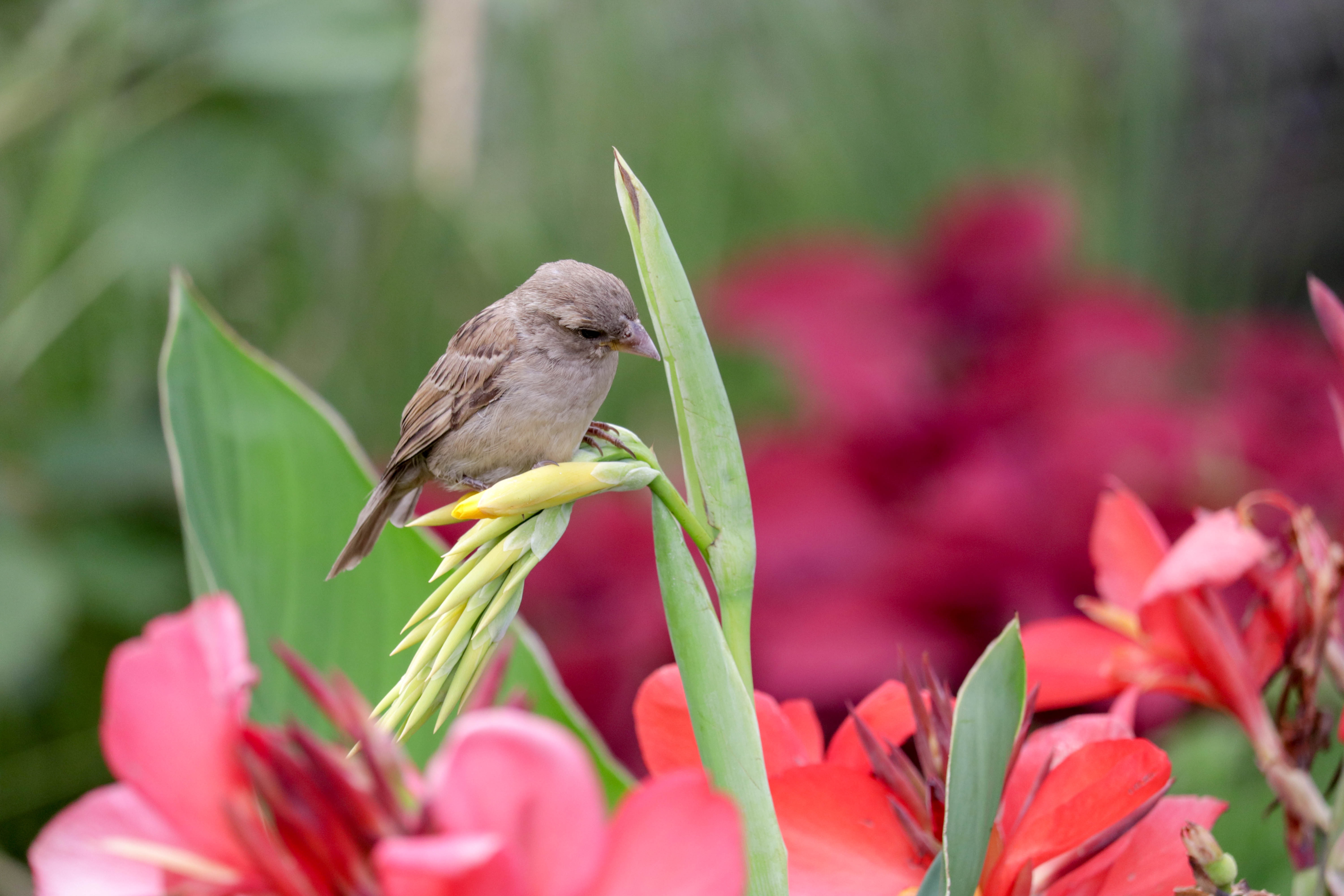 Bird Flower Green free image download