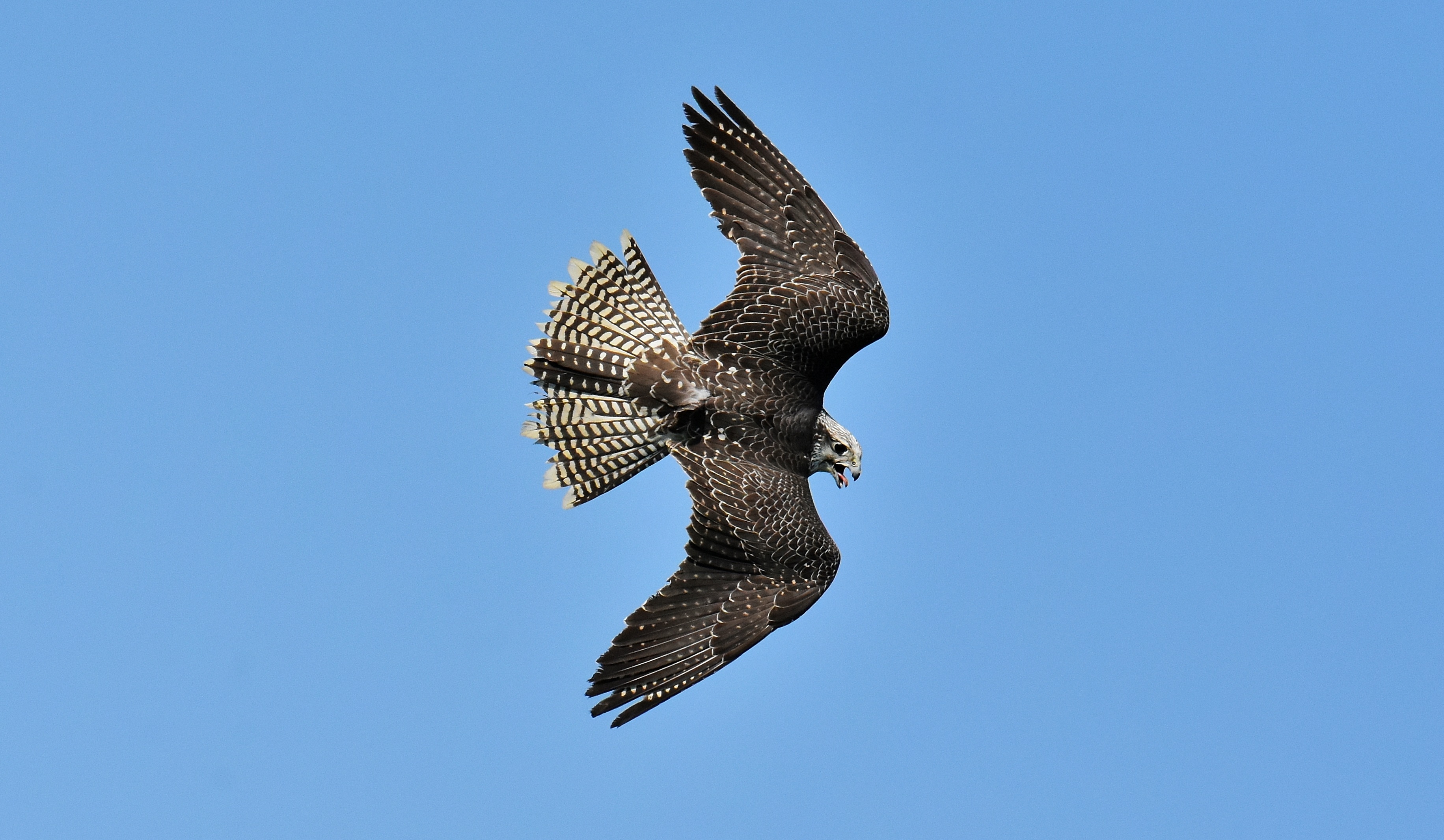 Falcon Bird Of Prey Wild free image download