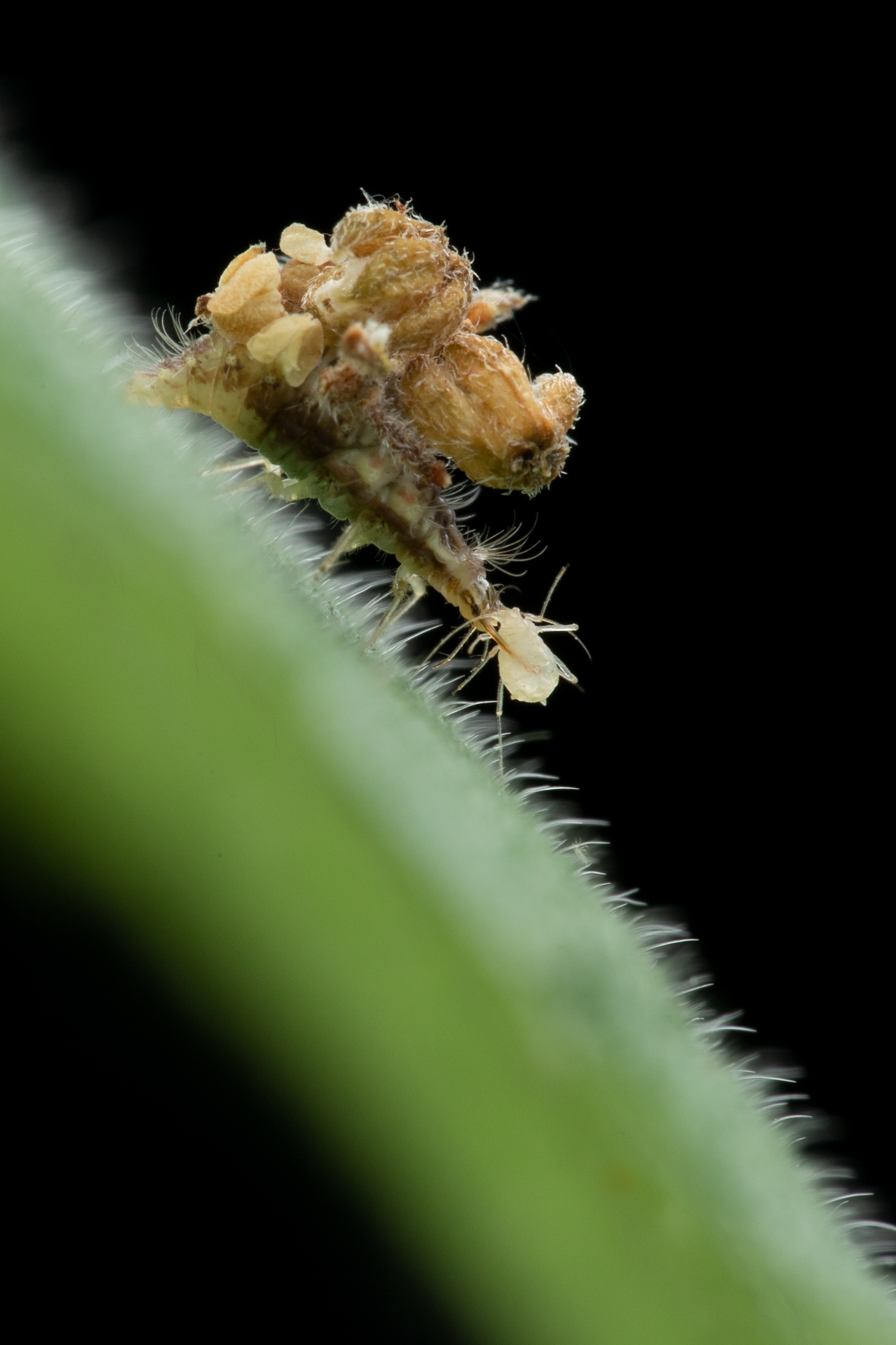 Animal Insect Aphid free image download
