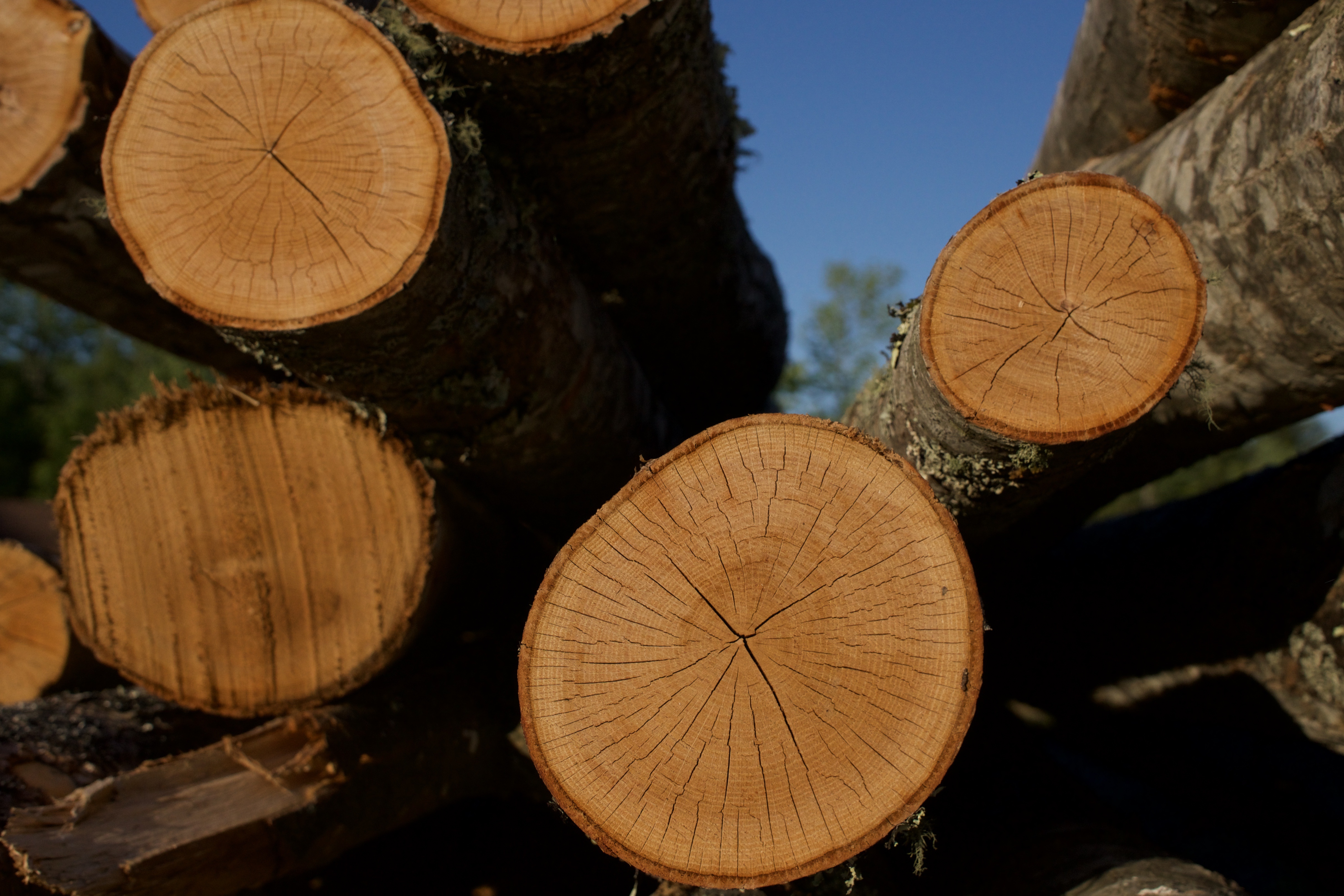 Сердцевина дерева. Пороки древесины отлуп. Круглые лесоматериалы. Сортименты древесины это. Сортименты дерева это.