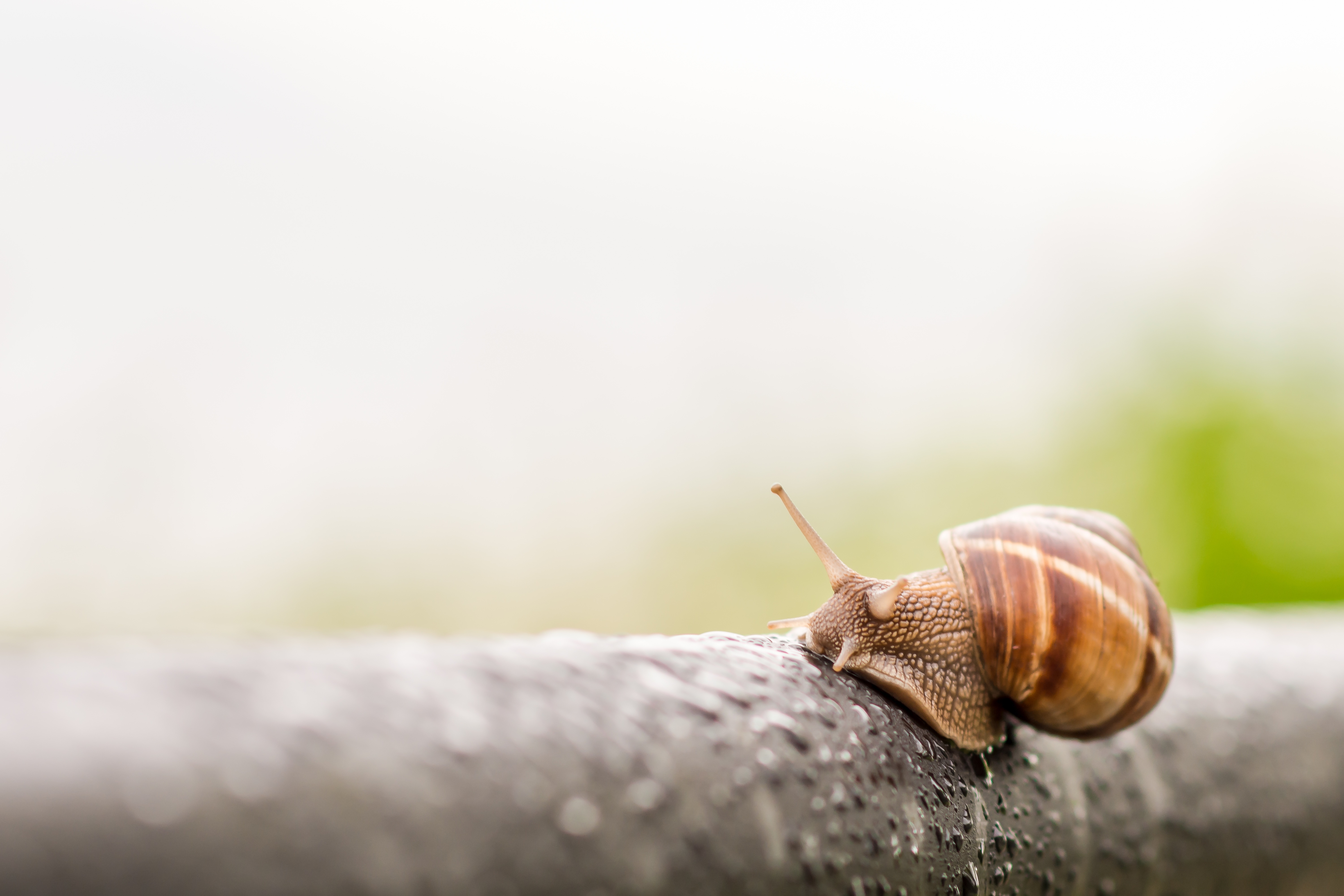 Snail Rainy Day Spring free image download