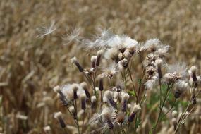 Thistles Wind Wild Flowers