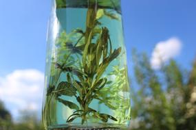 Herbs Oil Therapy glass