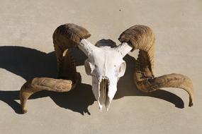 Skull Mammal