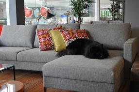 Dog Pet on sofa