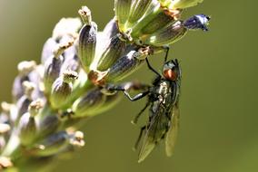 black fly sitting on a plant