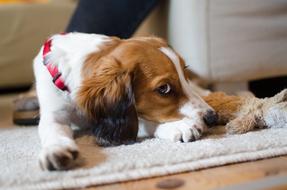 purebred Dog Pet