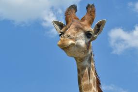 Giraffe Head Portrait