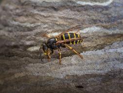 Wasp Insect Animal