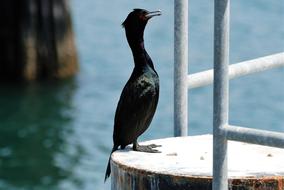 black bird with a long neck