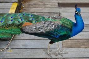 Peacock Feather Bird