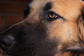close up photo of a dog eye