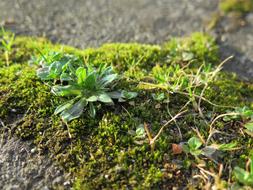 Grass Pavement