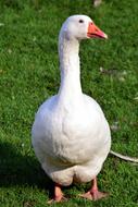 cute white duck in the grass