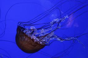 Jellyfish Pacific Sea Nettle Ocean