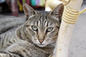 resting gray cat