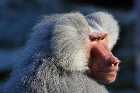 Baboon Monkey Primate portrait