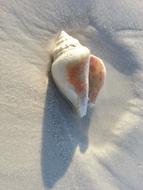 Shell Beach