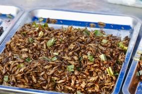 Exotic fried insect dish