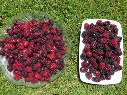 fresh berries on a plate in the grass