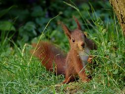 red Squirrel, Sciurus Vulgaris in grass