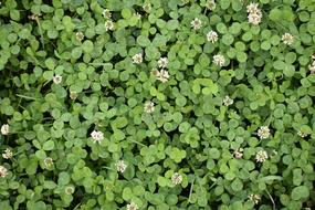 Background Green Clover