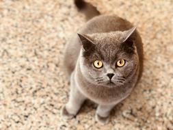 domestic cat with big yellow eyes