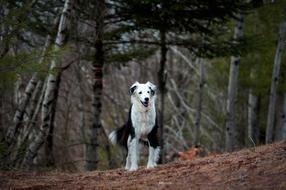 Dog Pet Black And