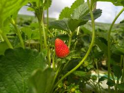 hidden strawberries in the bush