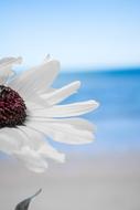Flowers Beach White