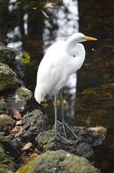 white Egret Bird in nature