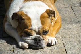 Animalia Dog Mammals