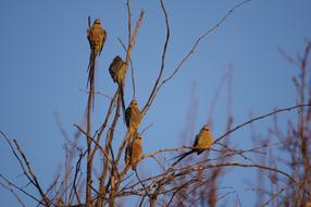 flock of little birds in a tree