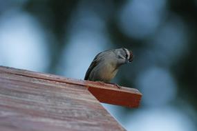 cute sparrow Bird at Wildlife