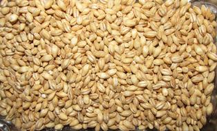 pureed seeds harvest