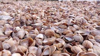 Slipper Snail Shell Shells