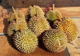 prickly durian fruit