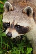 Raccoon Animal Nature