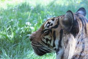 Tiger Cat Large